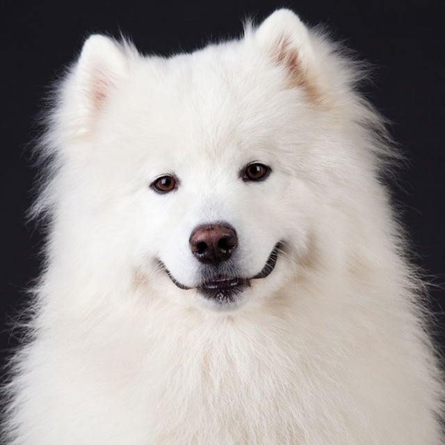 samoieda