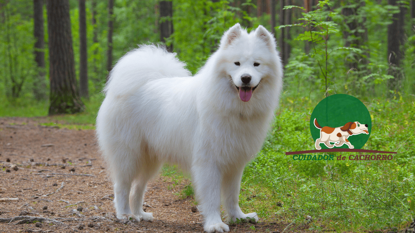 Guia Completo: Como Cuidar da Pelagem Densa do Samoieda