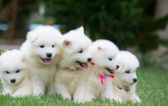 Guia Completo: Como Cuidar da Pelagem Densa do Samoieda