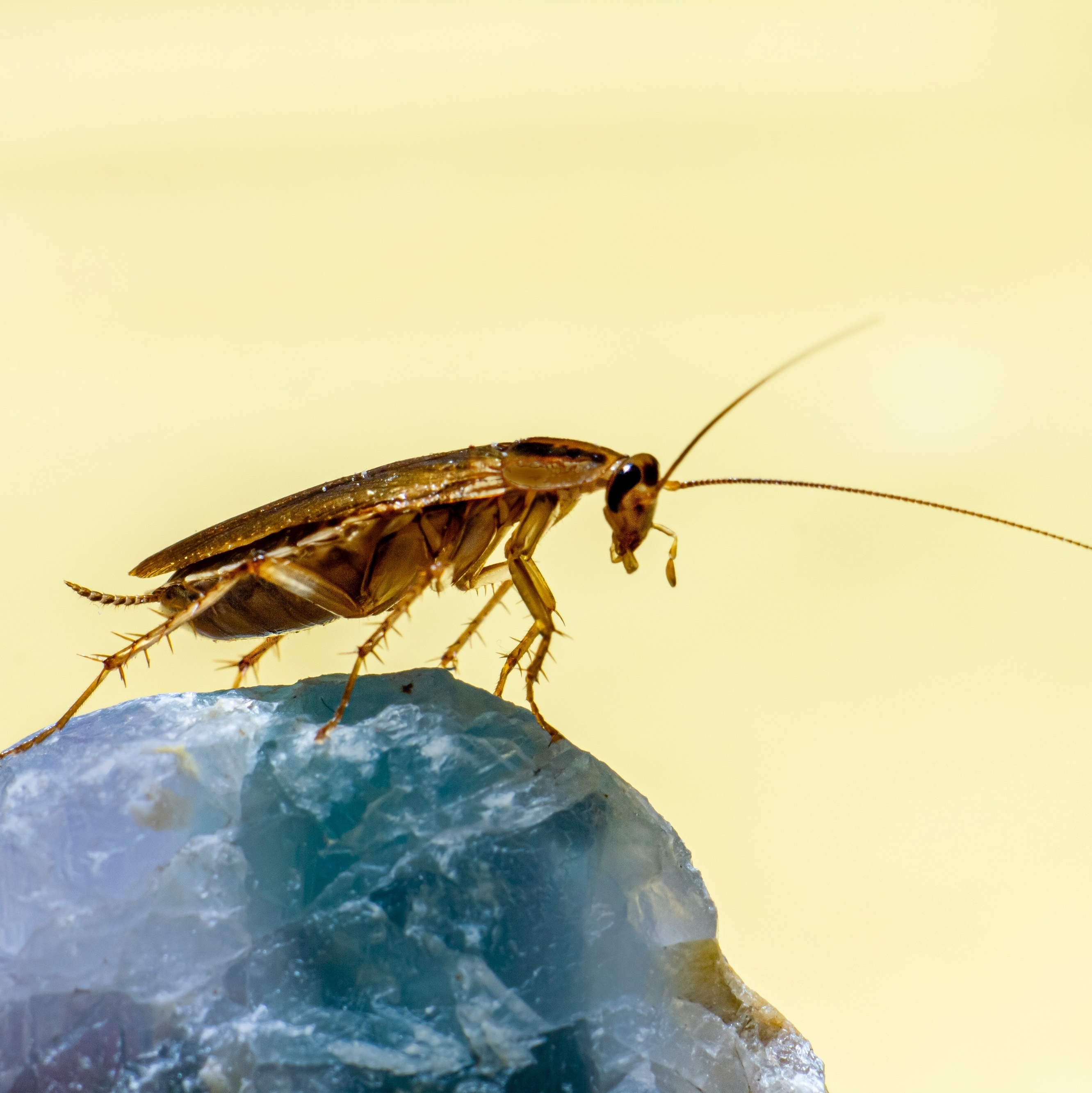 Significa Sonhar Com Barata