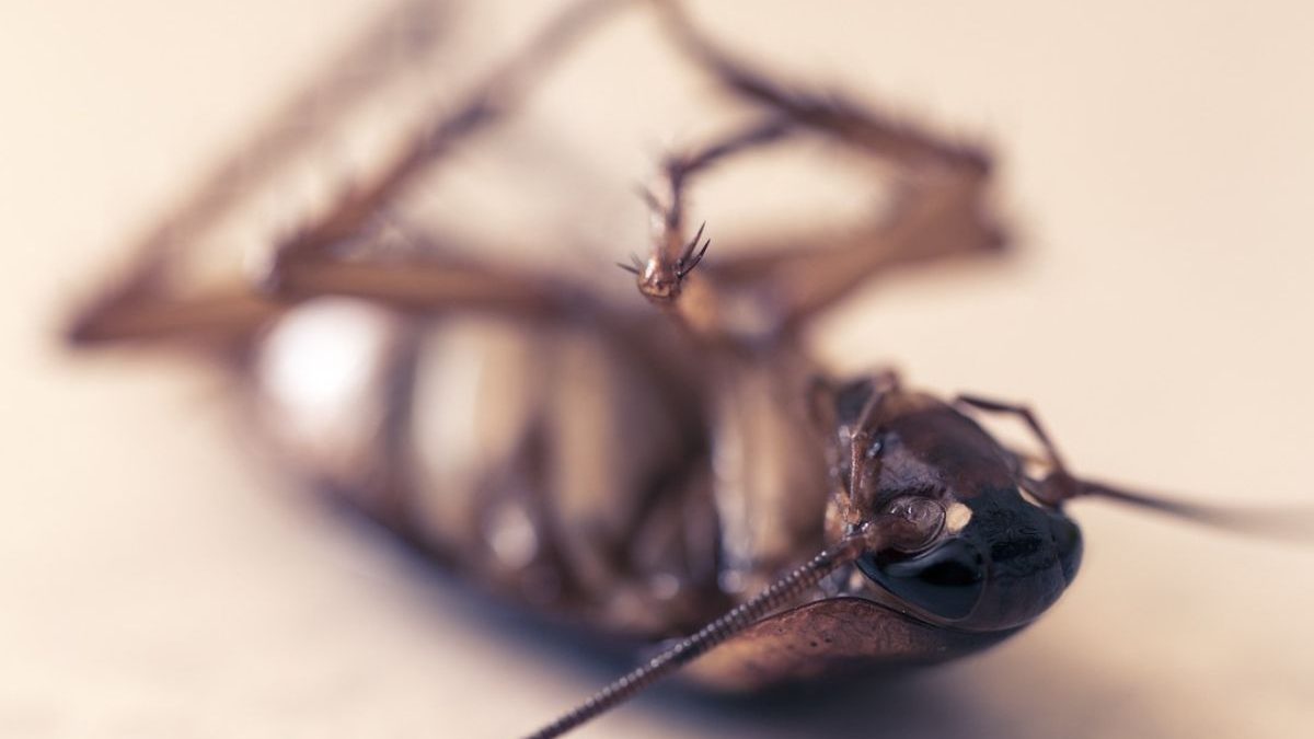 Como interpretar seus sonhos: Guia completo