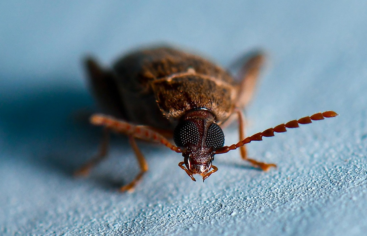 Desvendando os símbolos dos sonhos mais comuns