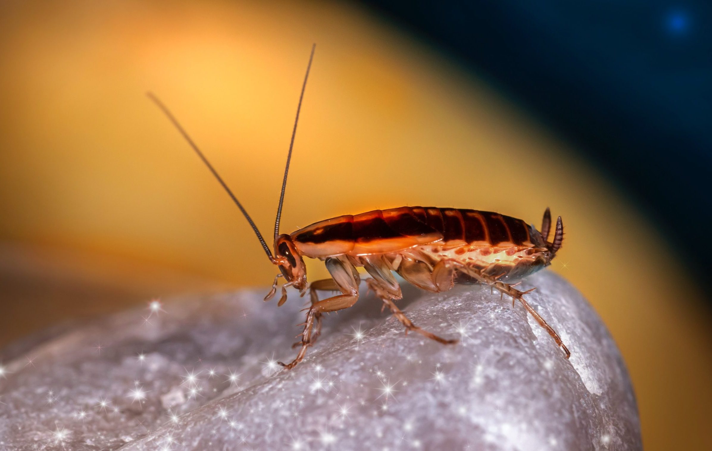 A importância da purificação emocional na vida