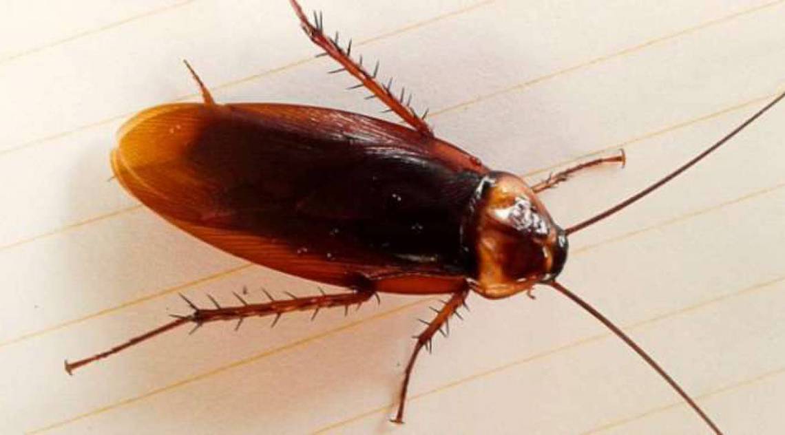 Como interpretar seus sonhos: Guia completo