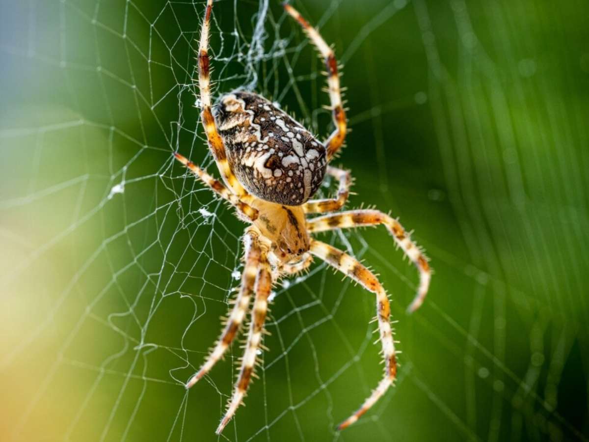 Guia Completo: O Significado de Sonhar com Aranhas de Diferentes Cores