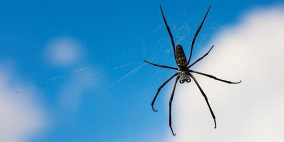 Significado De Sonhar Com Aranha