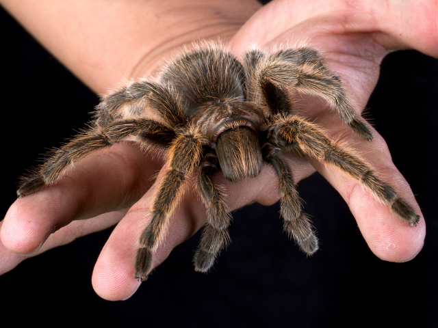 Guia Completo: O Significado de Sonhar com Aranhas de Diferentes Cores