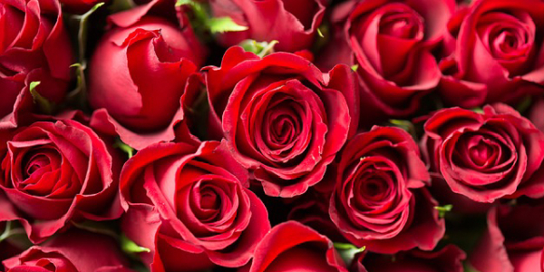 O Simbolismo da Rosa Vermelha em Diferentes Culturas