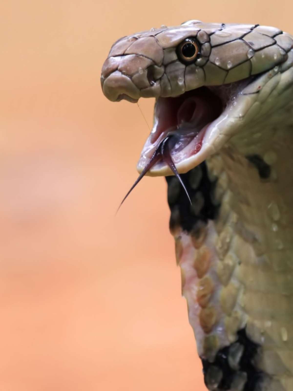 sonhar com 2 cobras brigando