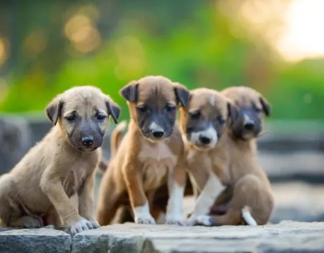Cores de cachorros em sonhos: Branco