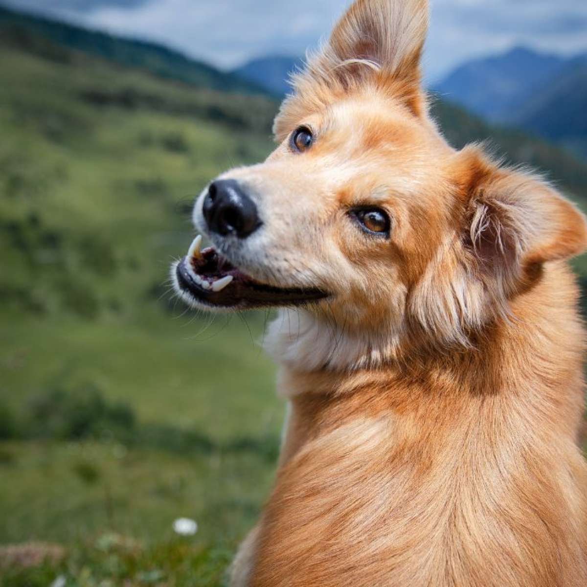 sonhar com 3 cachorros