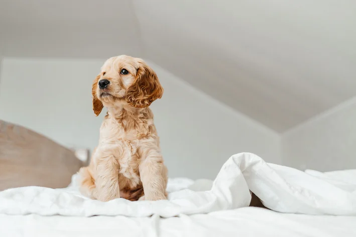 O simbolismo do número três nos sonhos: Totalidade e equilíbrio