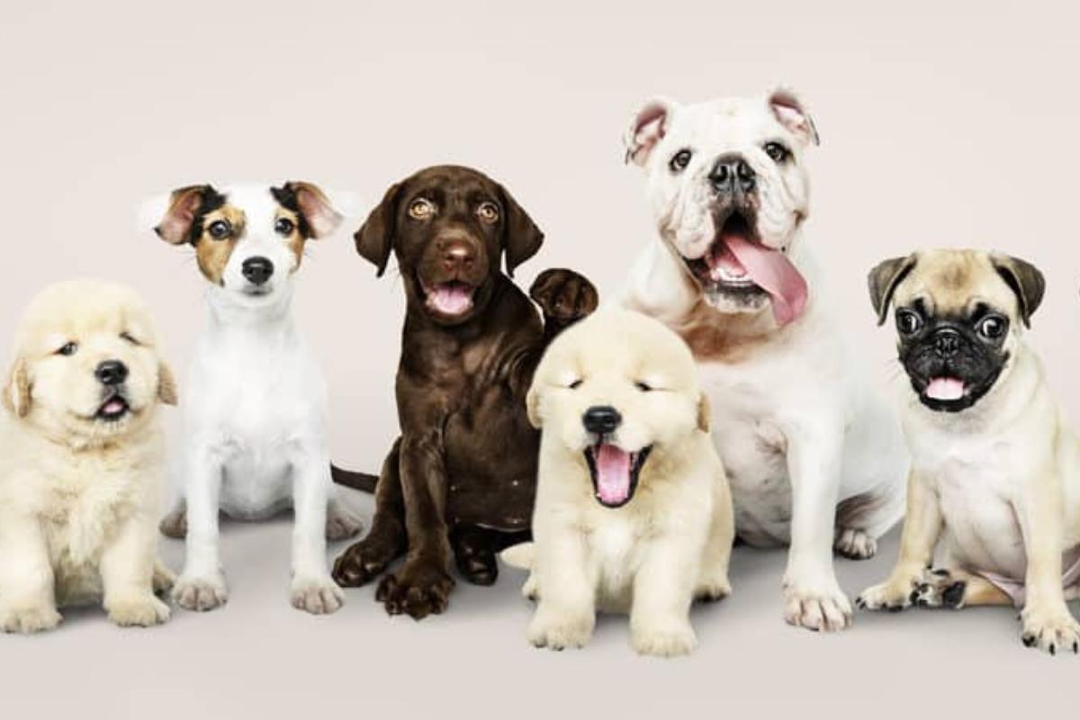 O que significa sonhar com cachorros de diferentes cores?