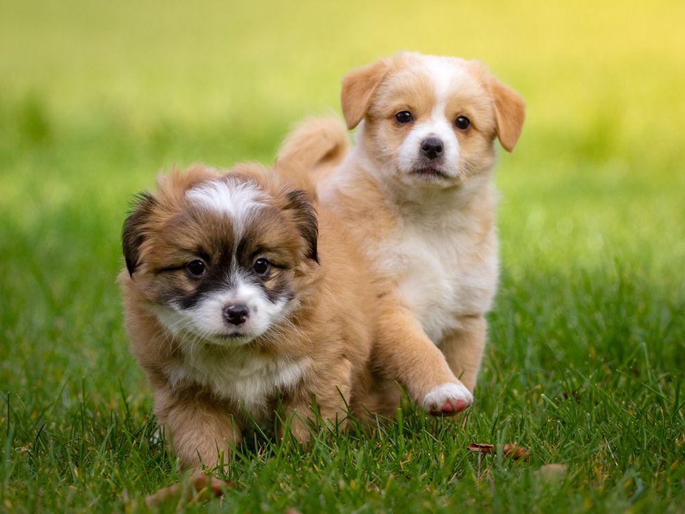 Sonhos positivos: como identificar e aproveitar seus significados