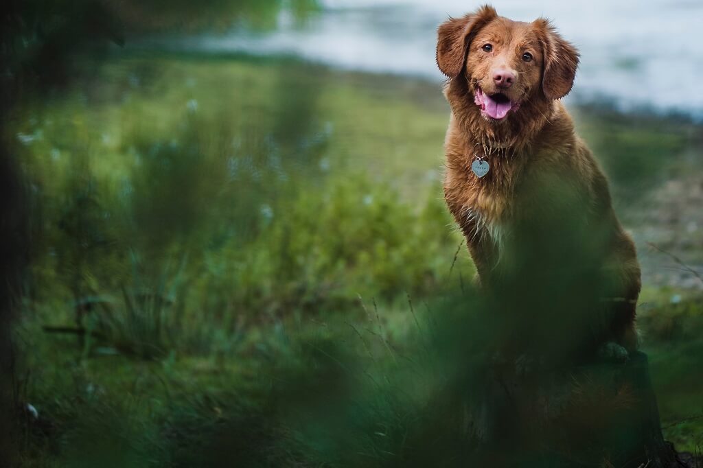Cachorros brancos vs. pretos nos sonhos: qual a diferença?