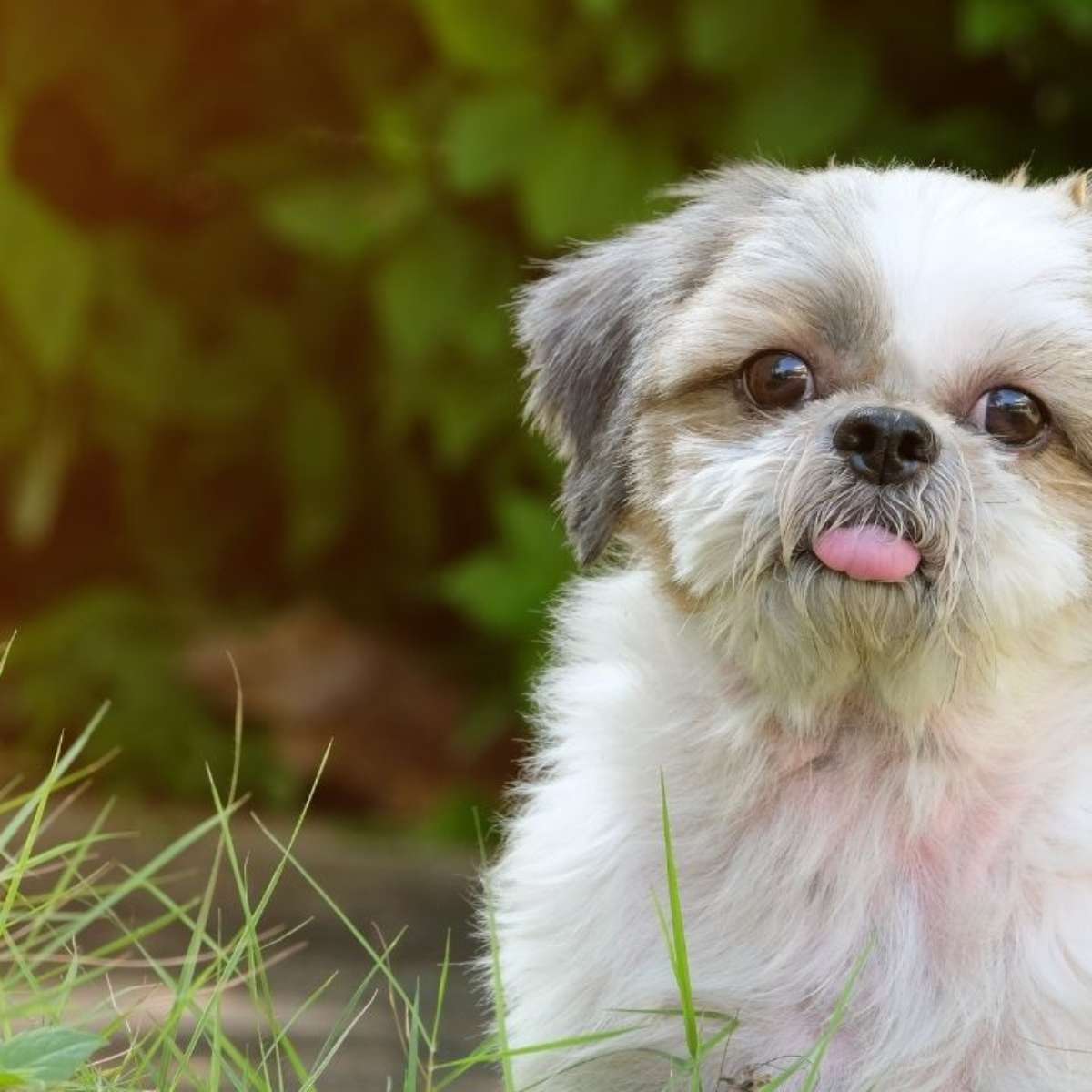 Como a psicanálise explica os sonhos com animais?