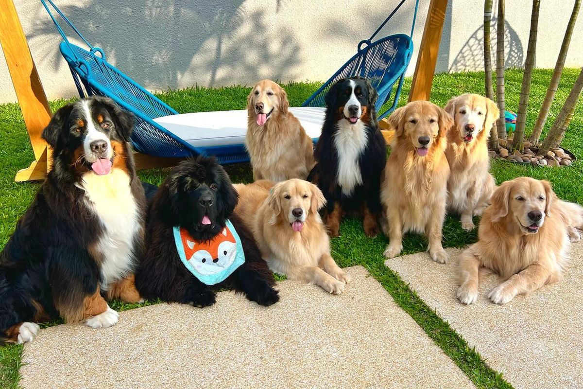 O que significa sonhar com cachorros filhotes?