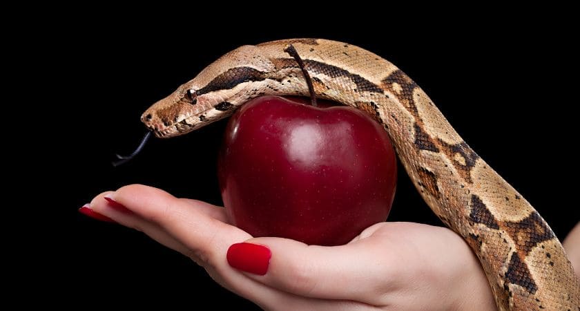 Sinais de alerta: o que significa sonhar com cobra sendo picado?