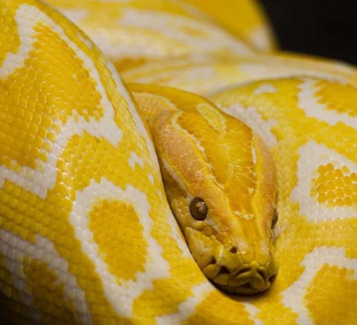 sonhar com cobra significado bíblico