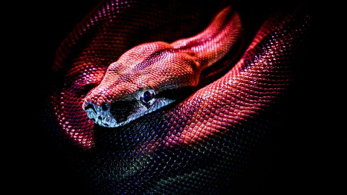 Como buscar discernimento espiritual após sonhar com cobra?