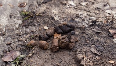 João Bidu e Personare: Comparativo de interpretações de sonhos