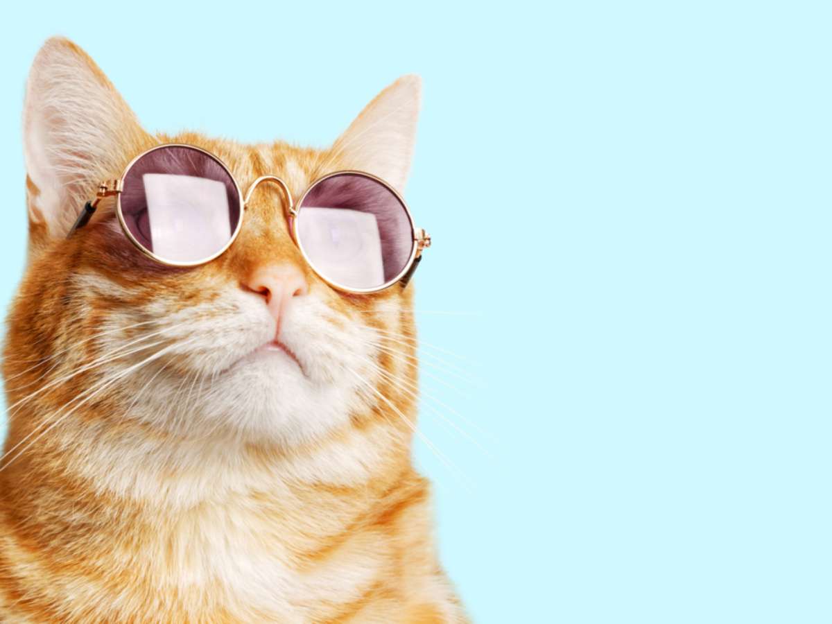 Gatos Atacando em Sonhos: Um Alerta para Conflitos Internos?