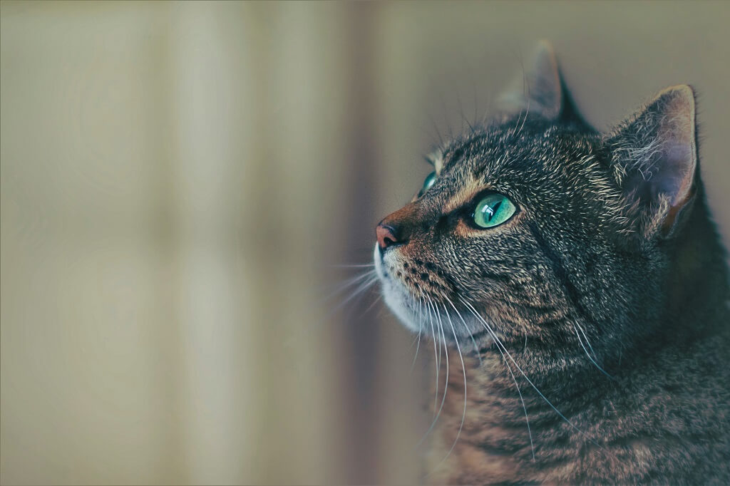Sobrecarga Emocional: O Que Sonhar com Muitos Gatos Pode Indicar?