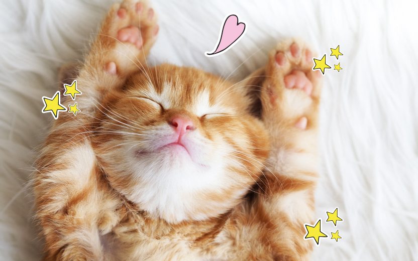 Desvendando o Significado Espiritual do Gato Preto nos Sonhos