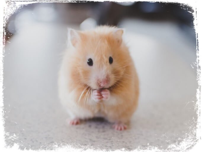 Como a Psicologia Explica Sonhos com Animais Pequenos?