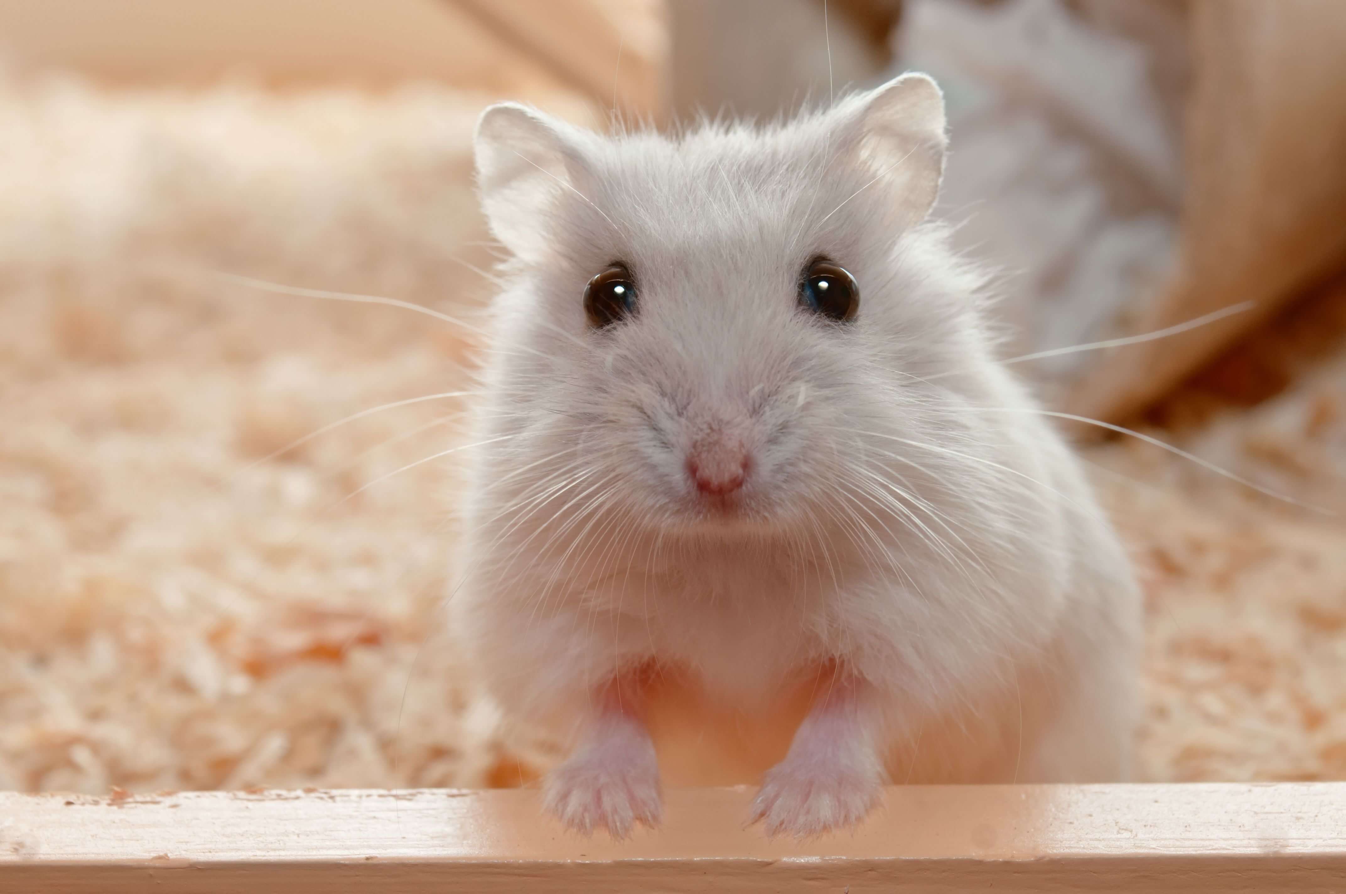 Hamsters na Vida Real: Cuidados e o Impacto na Saúde Mental