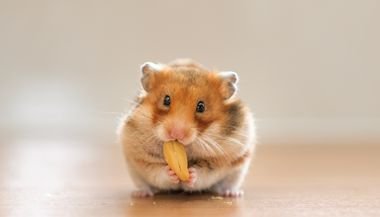 Sonhar com Roedores: Ratos vs. Hamsters e Seus Diferentes Significados