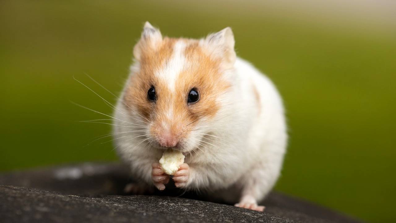 Guia Completo: Interpretando Sonhos Sobre Dinheiro e Abundância