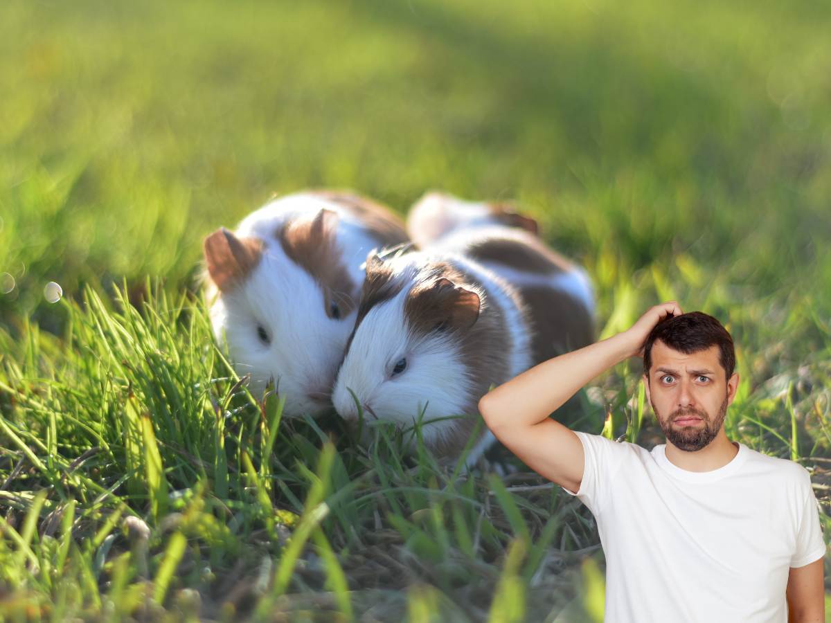 Hamsters na Vida Real: Cuidados e o Impacto na Saúde Mental