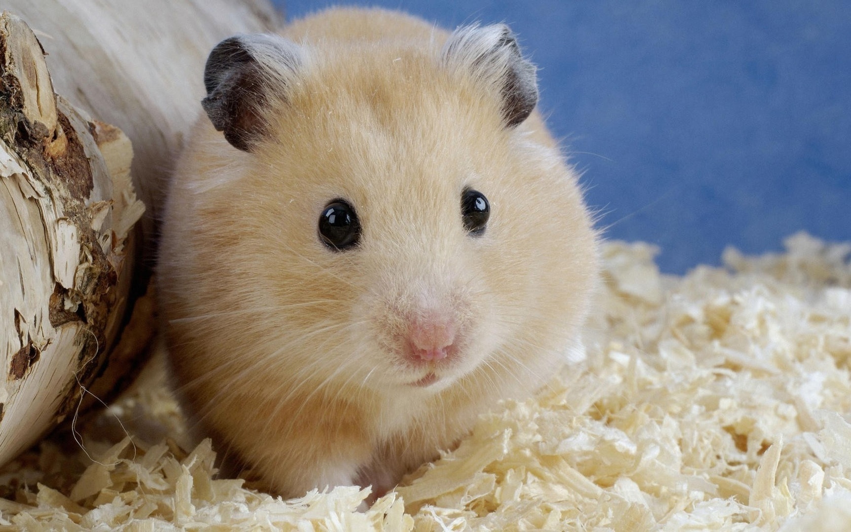 Sonhar com Roedores: Ratos vs. Hamsters e Seus Diferentes Significados