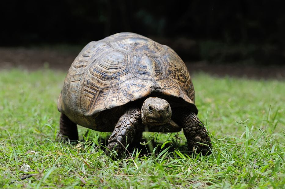 Sonhar com tartaruga: Conheça as diferenças e significados