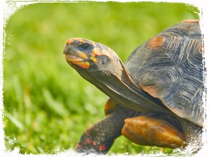 O que significa sonhar com jabuti grande ou pequeno?