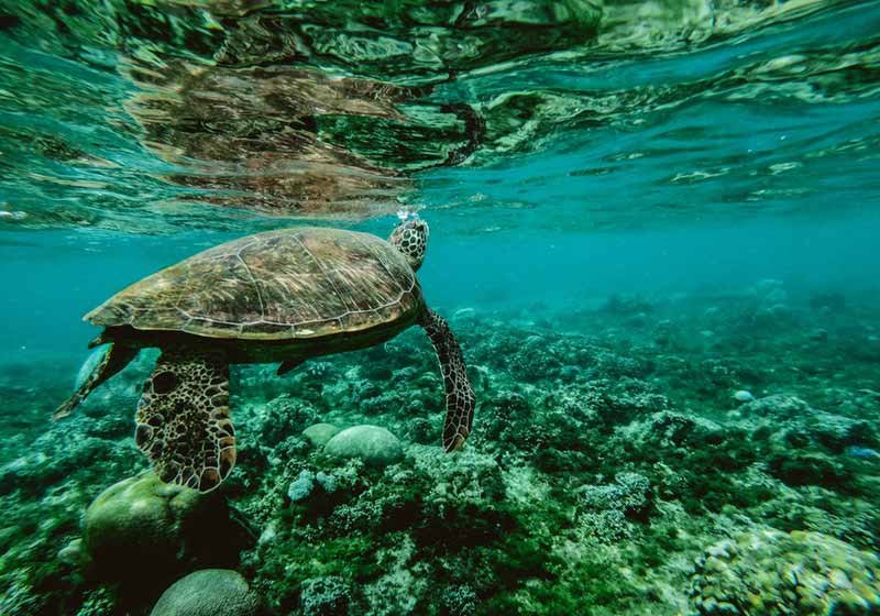 Sonhar com jabuti andando: Seus projetos em progresso