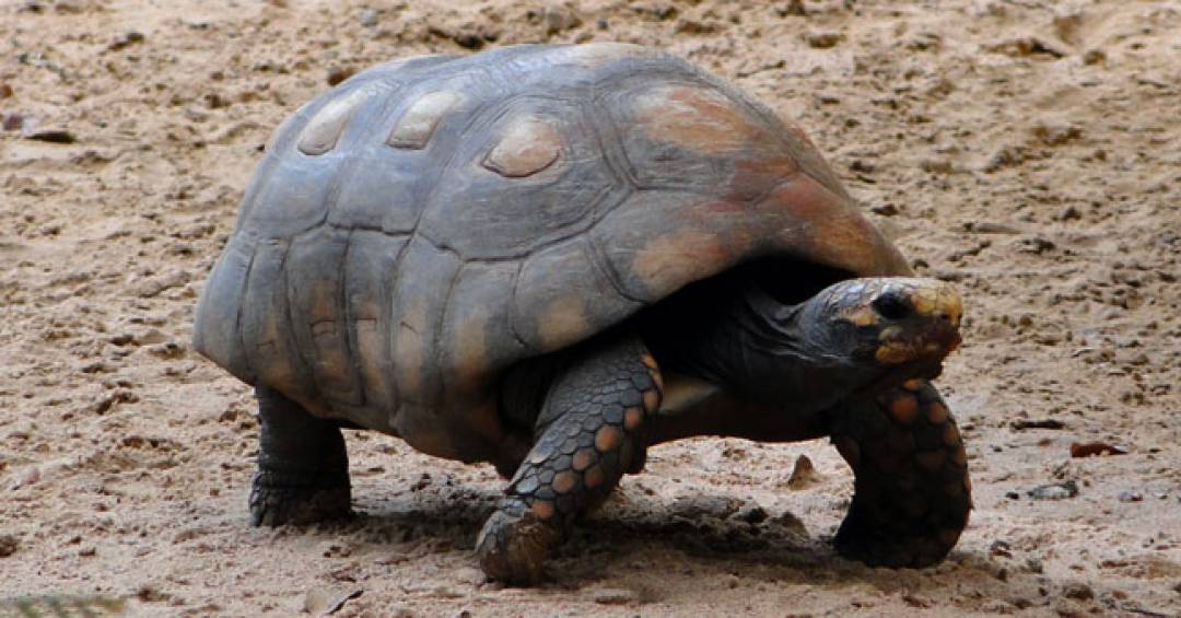 Sonhar com tartaruga: Conheça as diferenças e significados
