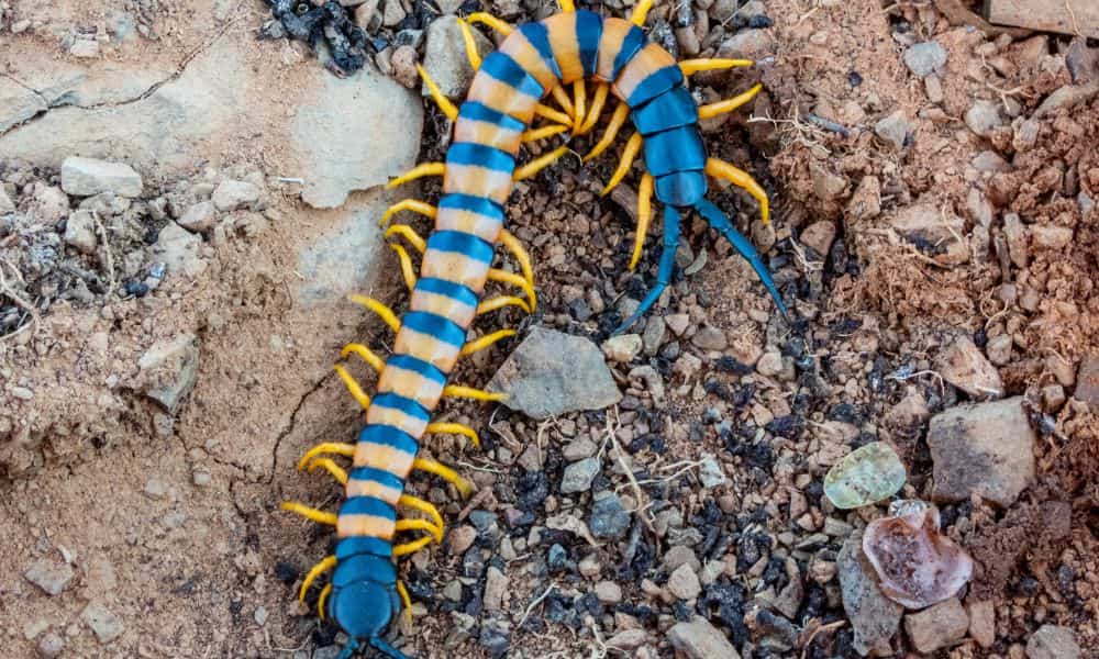 O Significado Espiritual dos Insetos em Sonhos