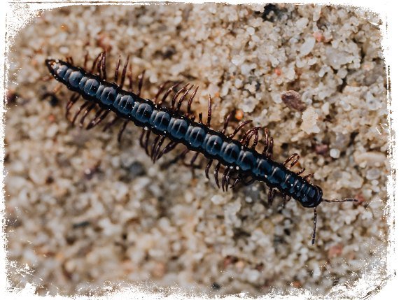 O Significado Espiritual dos Insetos em Sonhos