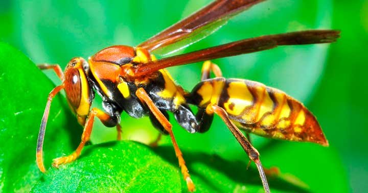 Sonhos com animais: Guia completo de significados