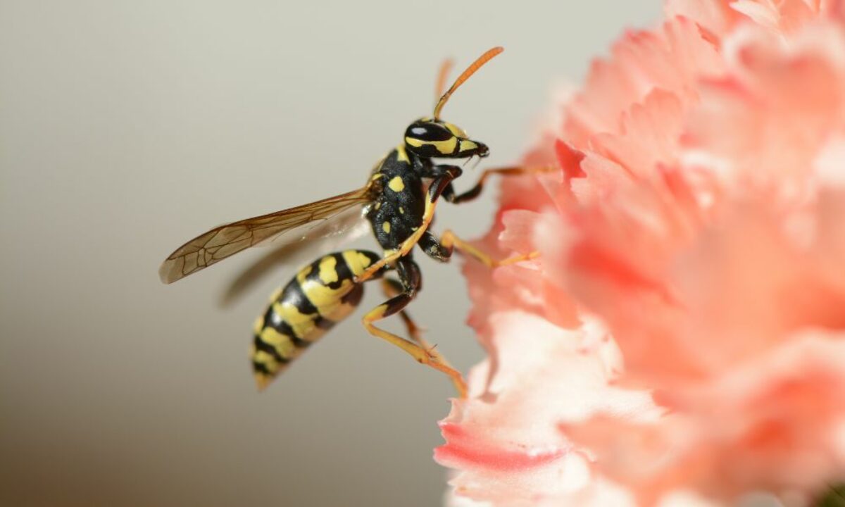 A psicologia por trás dos sonhos de conflito e superação