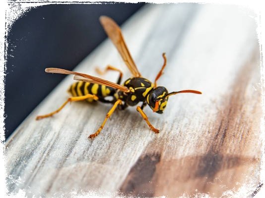 O que significa sonhar com diferentes tipos de insetos?