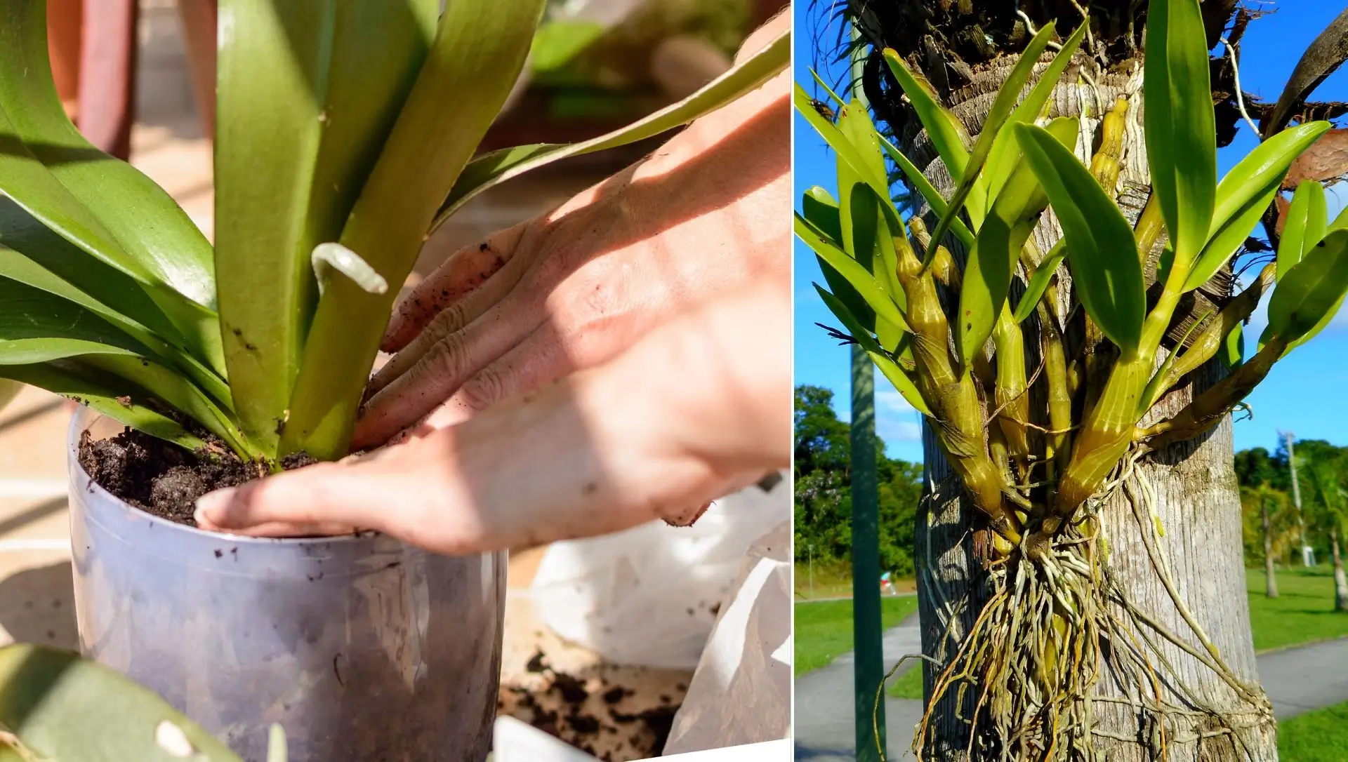 sonhar com orquídeas sem flores