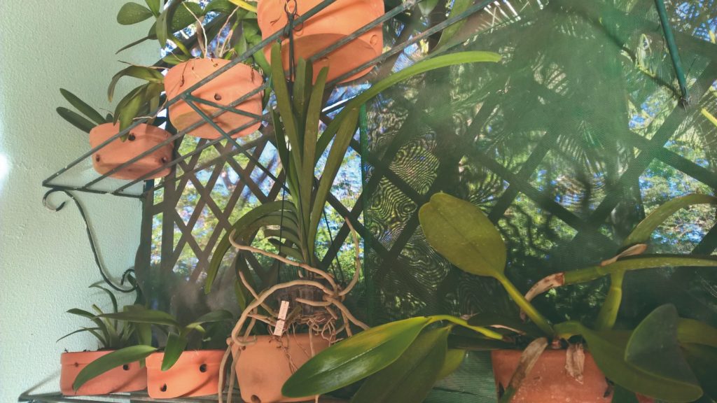 O simbolismo das orquídeas em diferentes culturas e sonhos