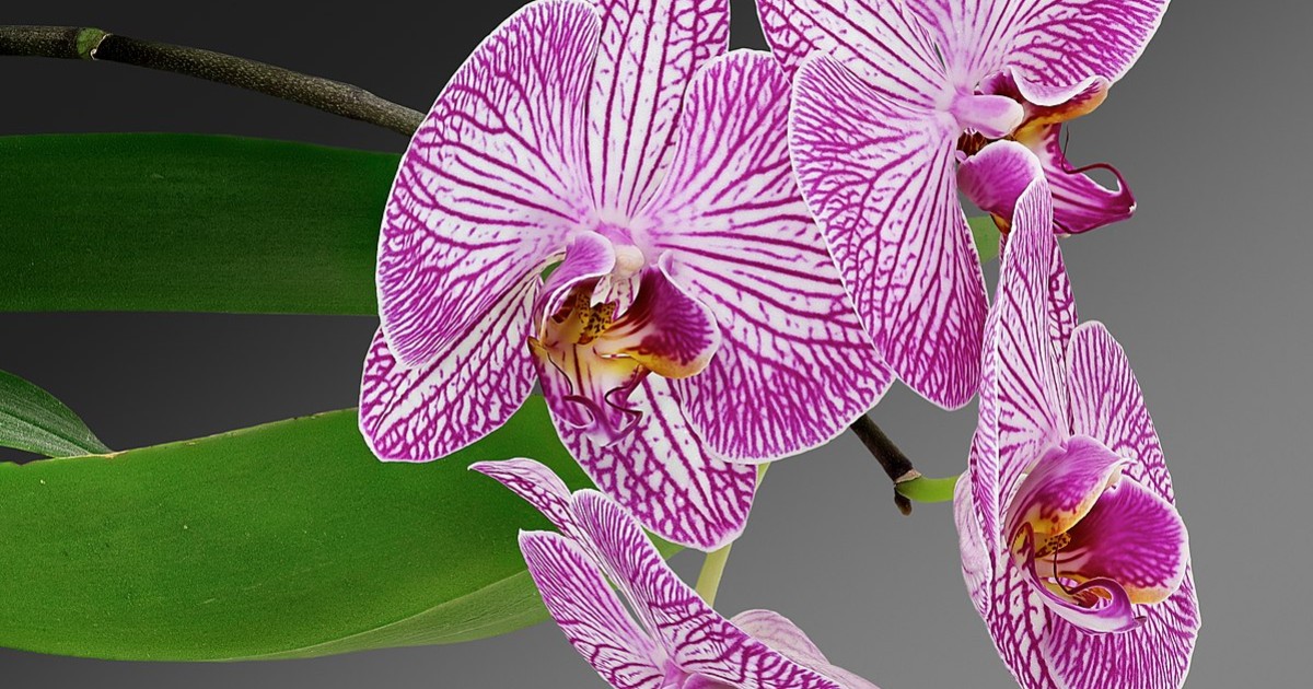 Superando a estagnação: Lições do ciclo de floração das orquídeas