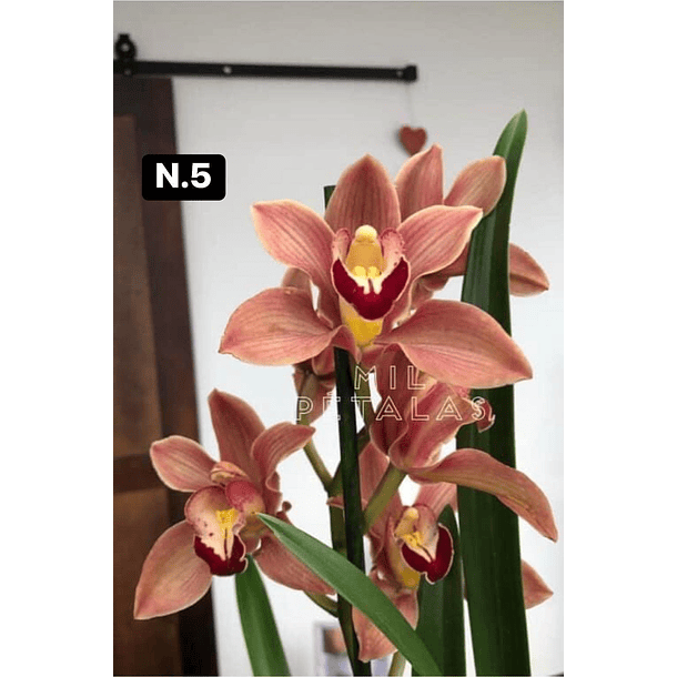 Orquídeas no Feng Shui: Prosperidade e crescimento em casa