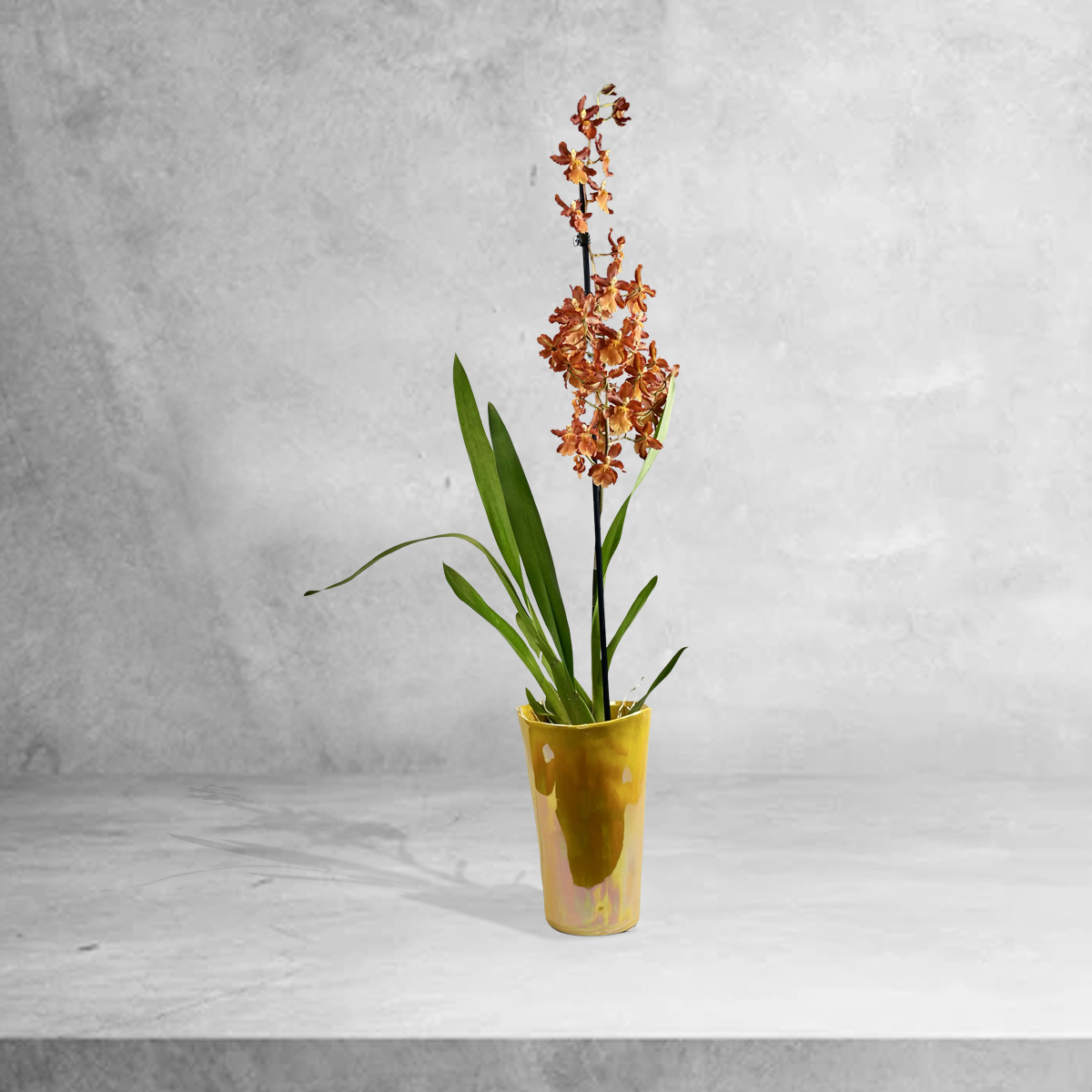 O simbolismo das orquídeas em diferentes culturas e sonhos