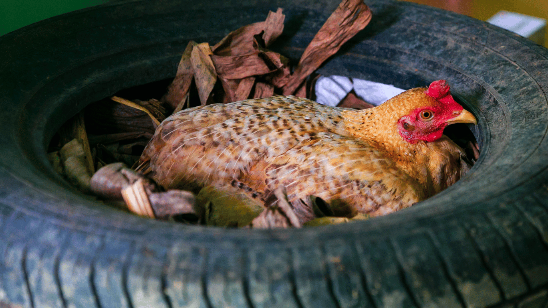 Ovos na Mitologia: Símbolos de Criação e Renovação