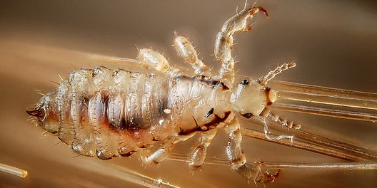 Sonhar com Piolhos Mortos: Fim de um Ciclo?